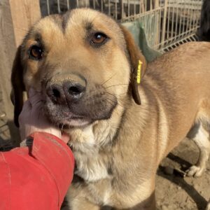 SNICKERS - reserviert Manuela vermittelt