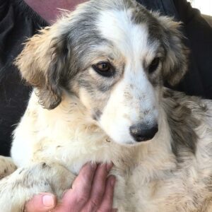 GIOIA - auf Pflegestelle in PLZ 7 vermittelt