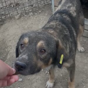 WULF - vermisst 04/2023