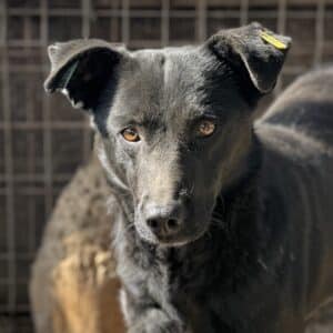 SHALINA (♀) - seit mind. 2022 im Shelter