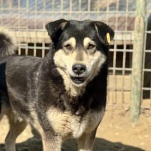 JANNY (♀) - seit 2022 im Shelter