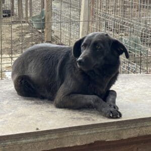 TALINA - vermisst 11/24