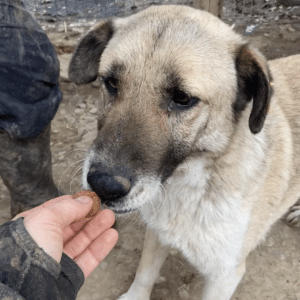 RAVY (♀) - vermisst 11/24