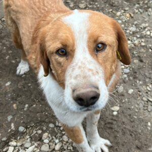 DENIRO (♂) - seit 2021 im Shelter - ausgereist zur Tierhilfe Lebenswert DR 05.09.2025