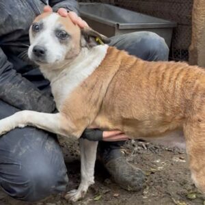 TORY (♀) - seit mind. 2022 im Shelter -Vermittlung nur nach Österreich möglich (DNA Test erfolgt)