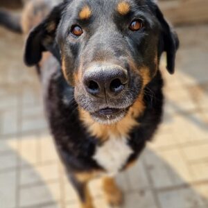 OTHELLO - vermittelt Manuela