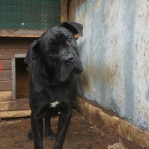 LEARY - reserviert Kinder- und Tierschutzhof Hahnenberg e.V. - vermittelt