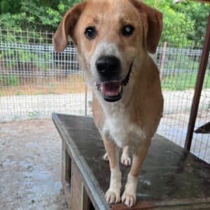 RUFIE (♂) - baut extrem ab und leidet - sollte dringend reisen - vermittelt Betty