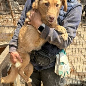 FRITZIE (♀) - RBB 07/24