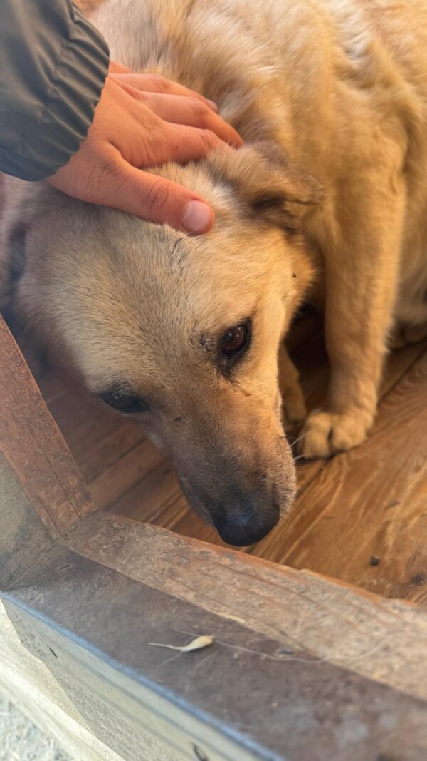 STUBBS (♂) - seit mindestens 2019 im Shelter – Bild 4