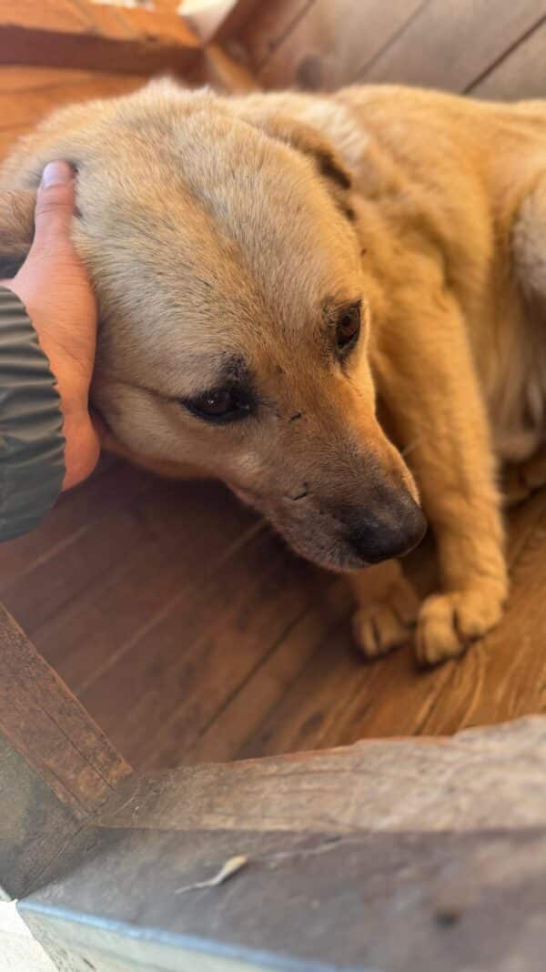 STUBBS (♂) - seit mindestens 2019 im Shelter – Bild 3
