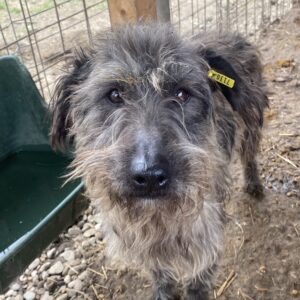 BEAM - zu dünn! - reserviert Tierhilfe Lebenswert DR (27.03.) - vermittelt