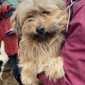 ADONIA - zu dünn! - reserviert Tierhilfe Lebenswert DR (03.03.) - vermittelt