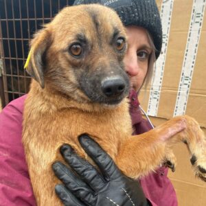 MINAMI - reserviert Tierhilfe Lebenswert DR (07.03.) - vermittelt