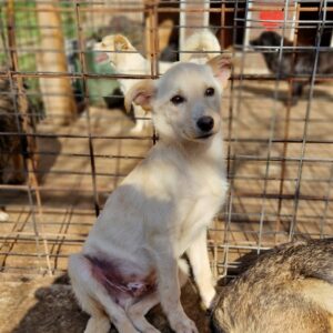 GUY - sollte zeitnah ausreisen - reserviert IH DR (20.05.) - vermittelt