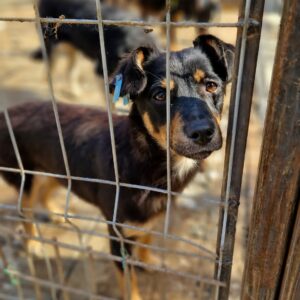 SANCHA - reserviert Tierhilfe Lebenswert DR (12.05.) - vermittelt