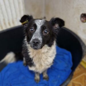 LIESCHEN - reserviert IH DR (24.04.) - vermittelt