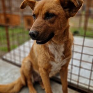 CHOUCHOU - reserviert Sarah - vermittelt