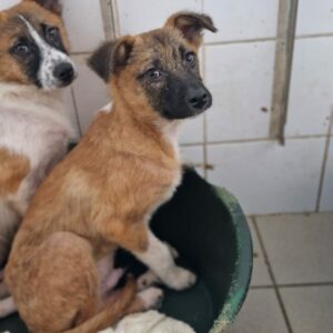 LANEO - sollte zeitnah ausreisen - reserviert Tierhilfe Lebenswert DR (23.05.) - vermittelt