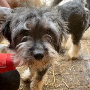 MONDA - sehr dünn, sehr verzweifelt! - reserviert Tierhilfe Lebenswert DR (08.04.) - vermittelt