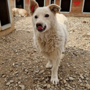 BARNEY - reserviert Tierhilfe Lebenswert DR (16.04.) - vermittelt