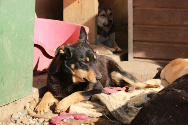 ETTEL - med. + seel. Notfall im Shelter -  auf PDR PS als Gnadenplatzhund – Bild 3