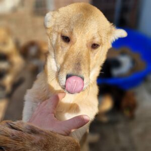 LANCE - reserviert TST Europa vermittelt