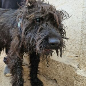 PIET - auf Pflegestelle in PLZ 6 - vermittelt