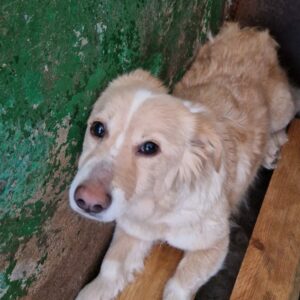 ROSA - neurolog. Probleme, völlig überfordert - reserviert Anna vermittelt