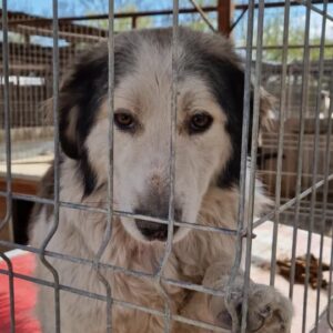 KEEAN - auf Pflegestelle in PLZ 2 *vermittelt*