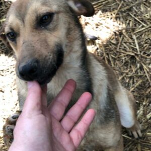 ILVY - reserviert TST Europa vermittelt