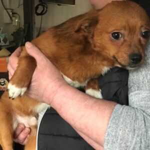 MONKI - reserviert Anna vermittelt