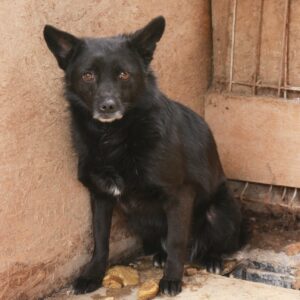 YEPA - reserviert IH DR 22.01. - vermittelt