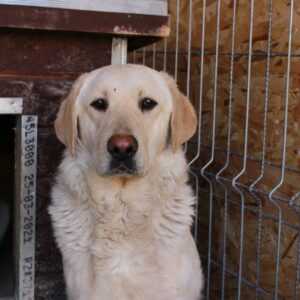 JOSCHA - reserviert IH DR (15.05.) - vermittelt