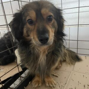 FRIDOLINO - reserviert Tierhilfe Lebenswert DR (03.05.) - vermittelt