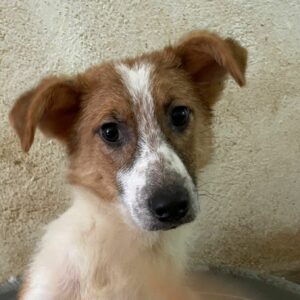 RANI - reserviert Tierhilfe Lebenswert DR (23.05.) - vermittelt