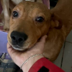 BATZI - reserviert TST Europa vermittelt