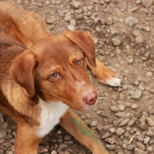 HEIKO - braucht dringend Physiotherapie - reserviert LS vermittelt