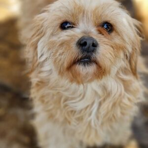 MAYBIE - reserviert JW vermittelt