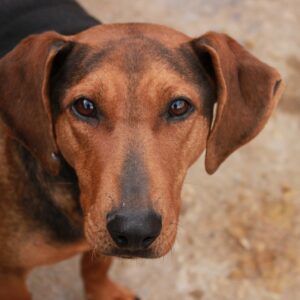 ZINNIA - reserviert TST Europa vermittelt