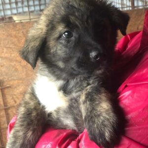 ARMANI - reserviert Tierhilfe Lebenswert DR (08.05.) - vermittelt