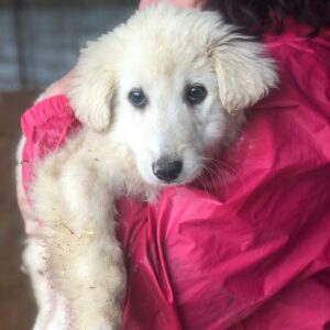 MERIEL - reserviert Tierhilfe Lebenswert DR (24.04.) - vermittelt