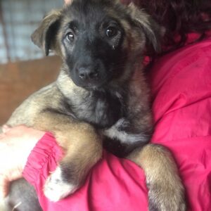 GRETCHEN - reserviert Tierhilfe Lebenswert DR (20.05.) - vermittelt