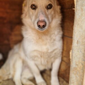 MILLIE (♀) - vermisst 04/2023