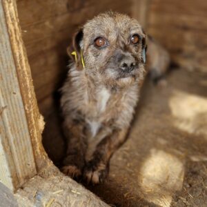 MÄUSCHEN - reserviert KM vermittelt