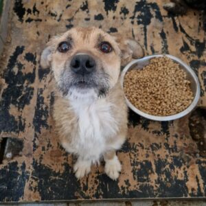 NANNY - reserviert Tierhilfe Lebenswert DR (09.04.) - vermittelt