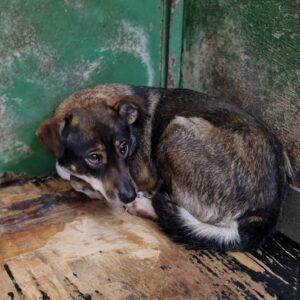 MÖVCHEN - vermisst 11/24