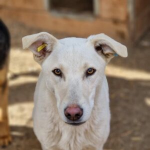 ALBU - vermisst 04/2023