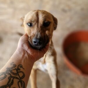 MELINDA - reserviert Tierhilfe Lebenswert DR (07.07.) - vermittelt