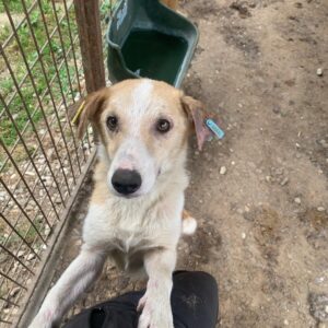 ARGOS - reserviert Tierhilfe Lebenswert DR (06.07.) - vermittelt